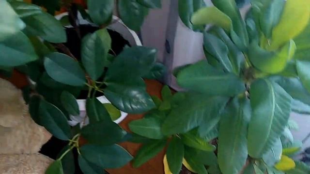 Обзор цветов. Цветы в зале(2)