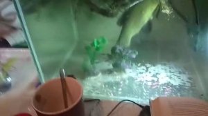 Линь в аквариуме