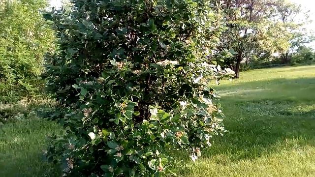 Рябина черноплодная цветет Rowan blackberry blooms ナナカマドのブラックベリーが咲く Eberesche Brombeerblüten 罗文黑莓绽放 смотреть онлайн