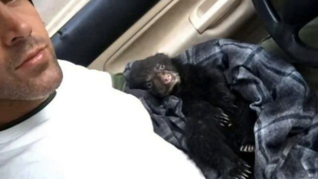 ЧУТЬ НЕ ПОПАЛ В ТЮРЬМУ СПАСАЯ УМИРАЮЩЕГО МЕДВЕЖОНКА #СПАСЕНИЕЖИВОТНЫХ