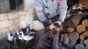 Как правильно обрезать крылья уткам!