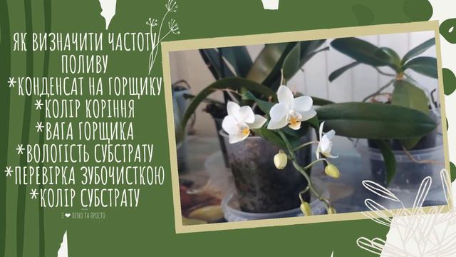 ОРХІДЕЯ ( фаленопсис) : як ДОГЛЯДАТИ. Як доглядати за ОРХІДЕЄЮ, щоб вона ЦВІЛА 🌺🌿🌸