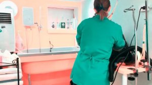 Стрижка керри блю терьера