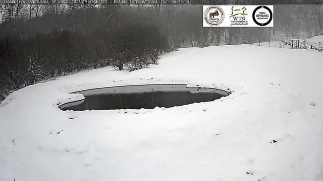 У мишек опять зима #Медведи#МедвежийУгол#Румыния смотреть онлайн