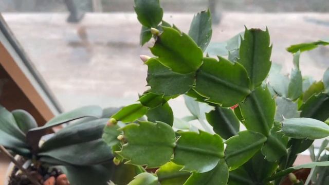 31 марта 2023 г.А Декабрист всё цветёт! Третий месяц подряд! смотреть онлайн