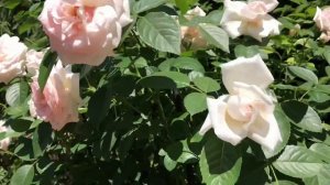 АНГЛИЙСКИЕ РОЗЫ В МОЁМ САДУ.  Розы Дэвида Остина