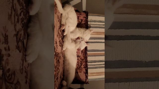кошечки-сестрички