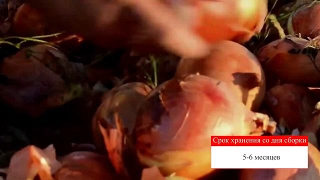 Честер F1 - гибрид высокоурожайного средне-спелого лука смотреть онлайн