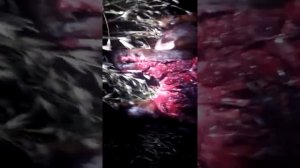 Волки в Крыму бес при делят