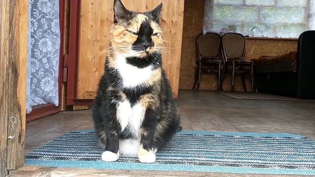 Кошачьи гулянки или один день из жизни котов...