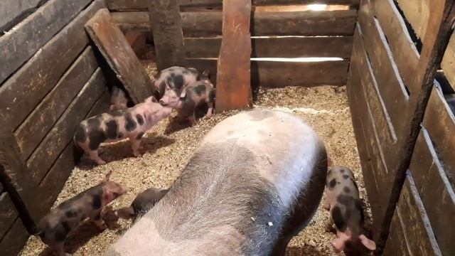 Свиноматки породы пьетрен макстер смотреть онлайн