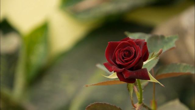 ОТВЕТЫ НА ВОПРОСЫ от Ангелов-Хранителей смотреть онлайн