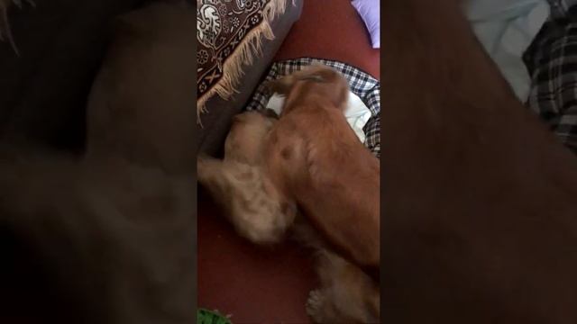 Первое знакомство с щенком или Кто в доме хозяин смотреть онлайн