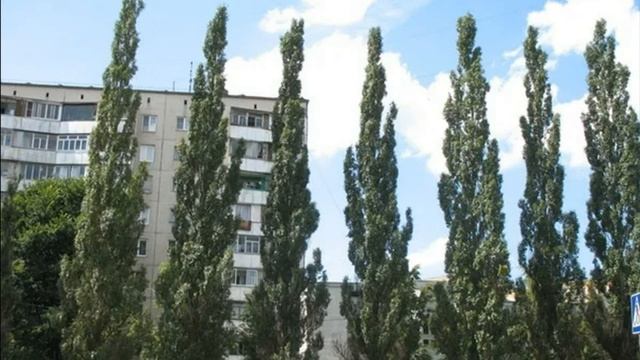 Проект «Тополь»: зачем в Советском Союзе каждый угол засаживали именно тополями