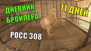 Цыплята бройлера РОСС 308 ( 11 СУТОК) Динамика роста, кормление 10 голов продал