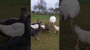 Питание индюков (5,5 мес.) Белой широкогрудой породы