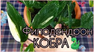 ФИЛОДЕНДРОН Кобра выдал яркую пестроту?Размножение?Формирование куста?Грунт.Укоренение?Пересадка