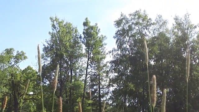 Пушкин. Александровский парк - рай на земле. смотреть онлайн