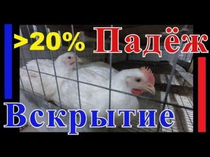 Падеж бройлера Кобб-500, вскрытие. Мойка Karcher