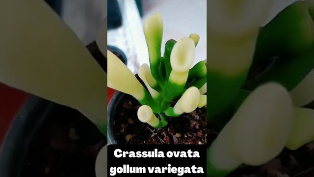 ORELHA DE SHREK Crassula ovata Gollum Variegata -  Bela e Única!!!! #shortvideo