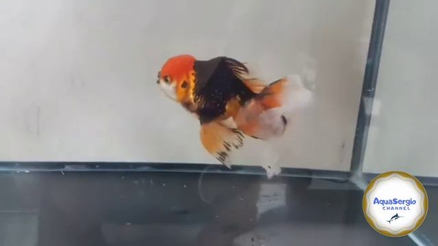 Золотая рыбка (Carassius auratus) Oranda Part.3 красивые и на счастье в дом.