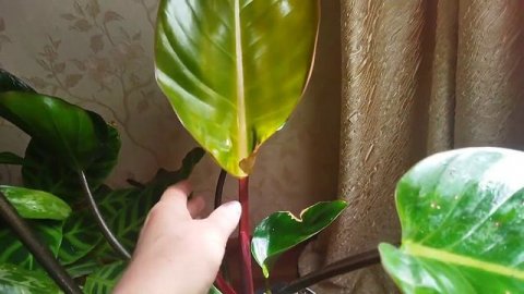 Полив растений ??/ Комнатные цветы ??