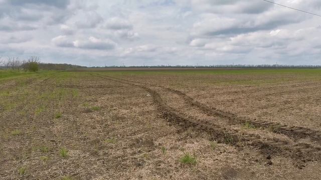 Вносим селитру под сев кукурузы.