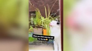 Самые смешные животные Приколы с котами и собаками 2024 #9