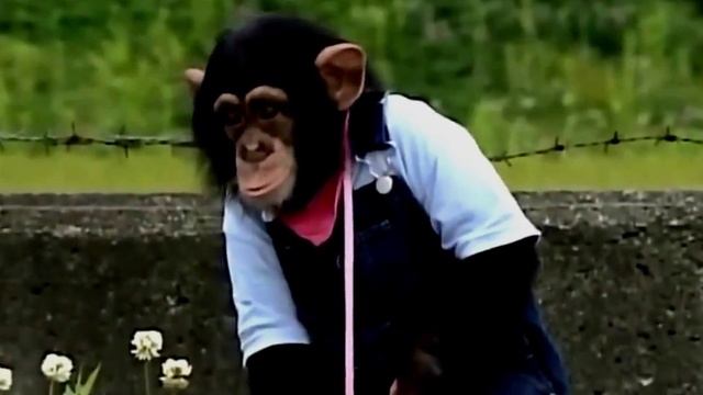 Умная Обезьяна В Японии