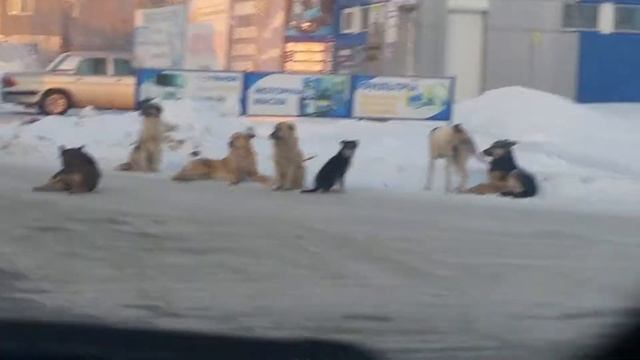 Стаи собак в г. Барнауле смотреть онлайн