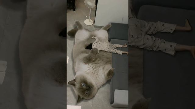 мягко смотреть онлайн