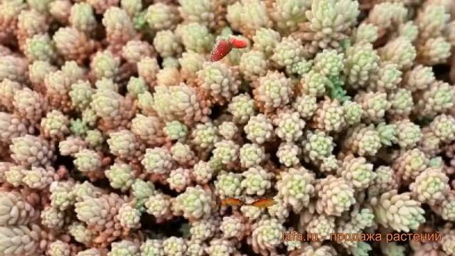 Седум обыкновенный Сильвер Фрост ? седум Сильвер Фрост обзор: как сажать семена седума Сильвер Фрос смотреть онлайн