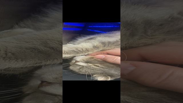 Пуша спит / Pusha is sleeping