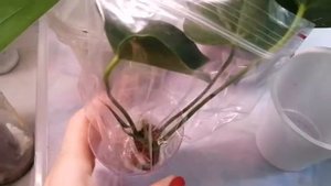 Комнатные цветы. Обзор растущих во мхе. Живой мох в цветоводстве.