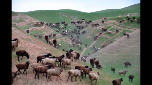 Отара молодых гиссарских баранов племенного завода Гиссар. Республика Таджикистан
