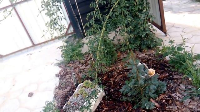 Плетистая роза смотреть онлайн