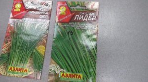 Какие семена лука  дают высокую зелень?