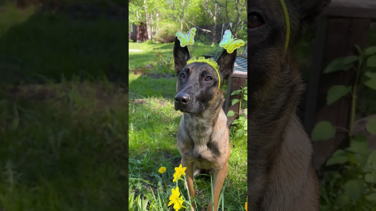 Самая милая собака #малинуа #бельгийскаяовчарка #малинуа #malinois #милыесобачки