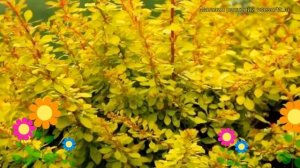 Барбарис тунберга Золотой ковер (голден карпет). Краткий обзор berberis thunbergii Golden Carpet