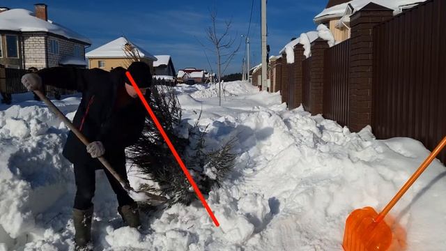 спасение скального можжевельника из снежного плена, надо было его связать как и туи смотреть онлайн
