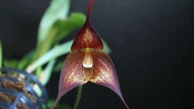 Dracula hirtzii смотреть онлайн