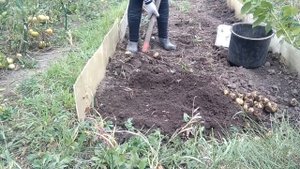 #Сибирь.Копаю картошку.Супер урожай.Мыши полевки погрызли картошку