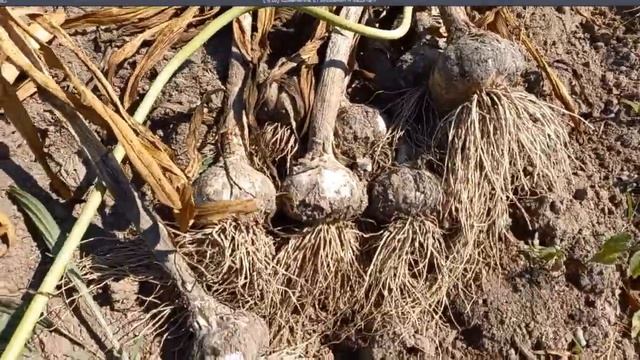 Чеснок растим с мульчей или без, обрыв стрелки смотреть онлайн