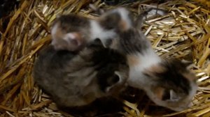 Козы, огород, отчет о проделанной работе