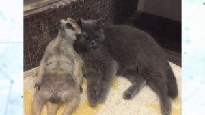 Дружба суриката и кота - Такие разные и такие милые: сурикат и кот подружились и теперь неразлучны