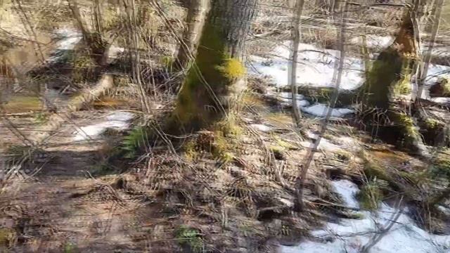 Заготовка материала. Распиливаю корни и везу их в мастерскую. смотреть онлайн