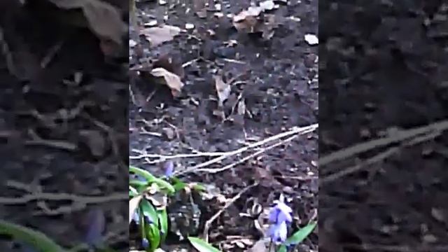 Цветение первых цветочков подснежники и крокусы