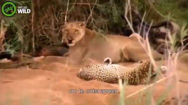 ЛЕОПАРД ПРОТИВ ЛЬВОВ И ЛЬВИЦ смотреть онлайн