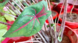 Syngonium/Caladium summer season ke  best plant l🪴🪴🪴🪴🌿🌿🌿