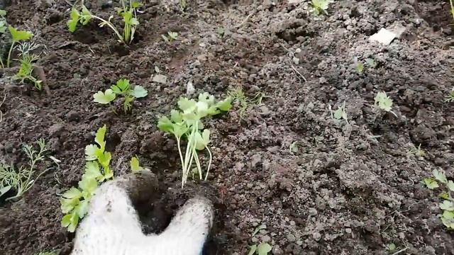 Высадка рассады свёклы.Ньюансы.Петрушка рассадой?Почему? Капуста-кила,вредители.